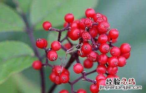 马尿烧有什么功效 马尿烧的功效与作用