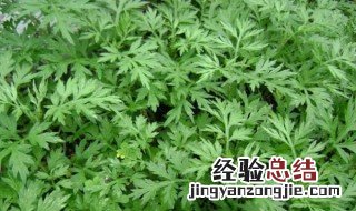 艾草烟熏怎么做 艾草烟熏怎么做好吃