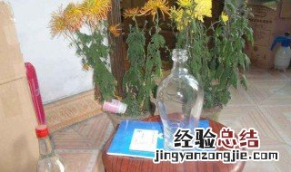 小口玻璃瓶养什么植物 小口高玻璃瓶瓶养什么植物