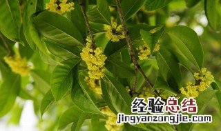 桂花种子什么时候播种 桂花种子什么时间成熟
