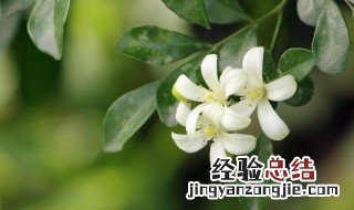 九里香移栽后养护管理 九里香怎么移栽成活率高