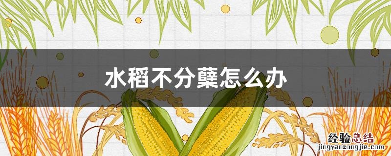 水稻不分蘖怎么办 水稻不爱分蘖怎么办