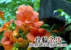美国凌霄花图片 凌霄花图片