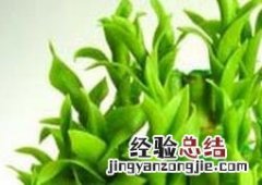 富贵竹怎么养才不会黄叶 富贵竹怎么土养