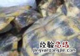 龟甲的功效与作用及食用方法图片 龟甲的功效与作用及食用方法