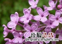 草本丁香花图片 丁香花图片