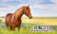 2026年属什么生肖 2026年属什么生肖年年
