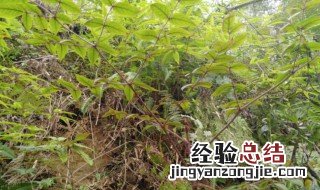 鸟不站树根的功效与作用 鸟不站树图片