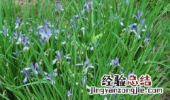 马莲草的功效与作用及禁忌一一 马莲草的功效与作用