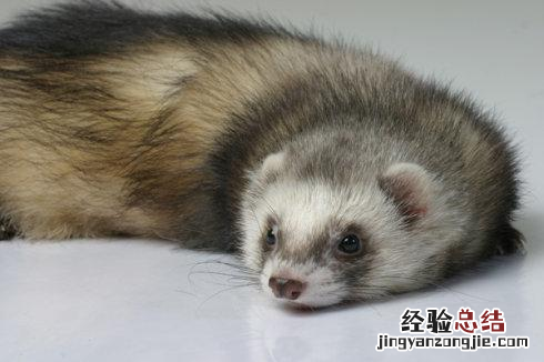宠物貂多少钱一只 一只宠物貂多少钱一只