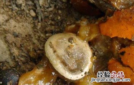 马钱子中毒的解救方法有题目 马钱子中毒的解救方法