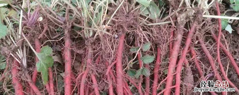 丹参和人参一样吗 丹参和人参有什么区别