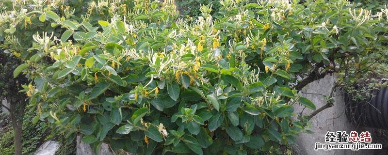 金银花什么季节移栽 金银花冬天能移栽吗