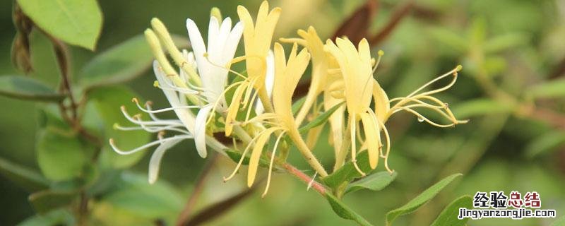 金银花和金莲花的区别 金莲花与金银花药效的区别是什么