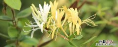 金银花和金莲花的区别 金莲花与金银花药效的区别是什么