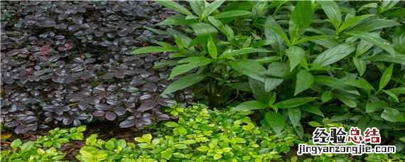 茶叶的种植和管理技术 茶叶的种植和管理技术2000字