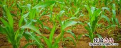玉米种植方法 太阳花甜玉米种植方法
