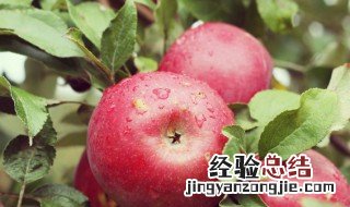 经常吃蒸苹果有什么好处和坏处 吃蒸苹果有什么好处和坏处
