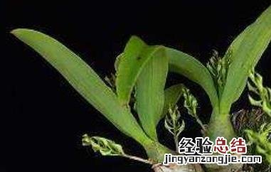 黑毛石斛能吃吗 黑毛石斛能吃吗有毒吗