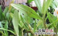 黑毛石斛能吃吗 黑毛石斛能吃吗有毒吗