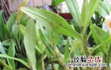 黑毛石斛能吃吗 黑毛石斛能吃吗有毒吗