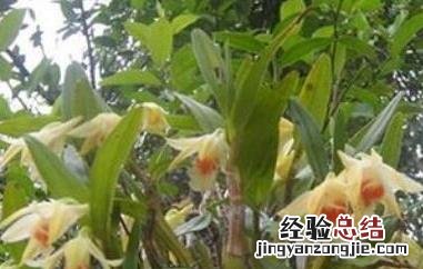 黑毛石斛的功效与作用 黑毛石斛药用效果
