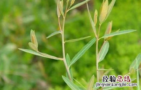 罗布麻的功效与作用 罗布麻的功效与作用和副作用