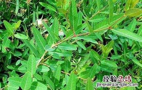 罗布麻的功效与作用 罗布麻的功效与作用和副作用