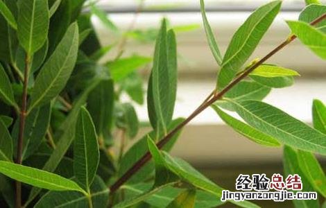 罗布麻的功效与作用 罗布麻的功效与作用和副作用