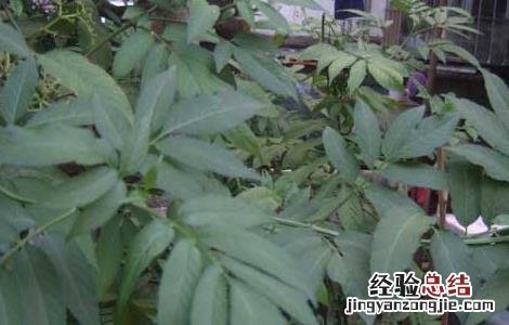 陆英的功效与作用 陆英的功效和作用