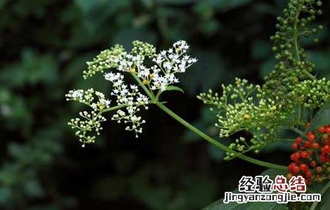 陆英的功效与作用 陆英的功效和作用