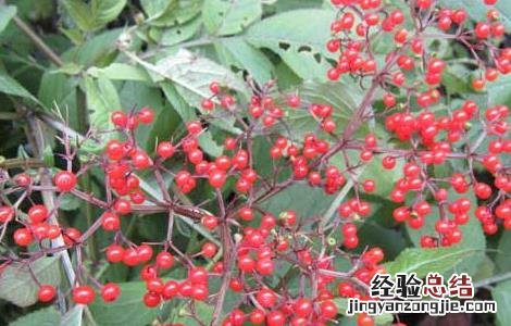 陆英的功效与作用 陆英的功效和作用