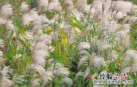 芦苇根的功效与作用 芦苇根的药用价值 芦苇根的功效与作用