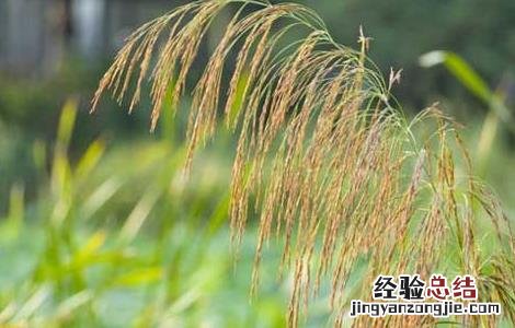 芦苇根的功效与作用 芦苇根的药用价值 芦苇根的功效与作用