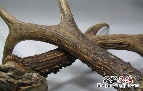 鹿角帽粉的作用与功效 鹿角的功效与作用