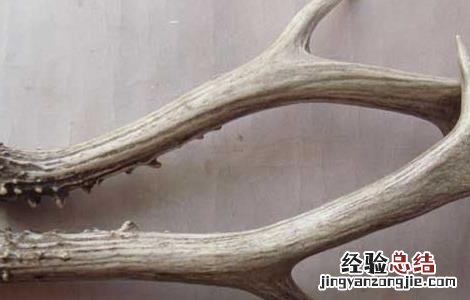 鹿角帽粉的作用与功效 鹿角的功效与作用