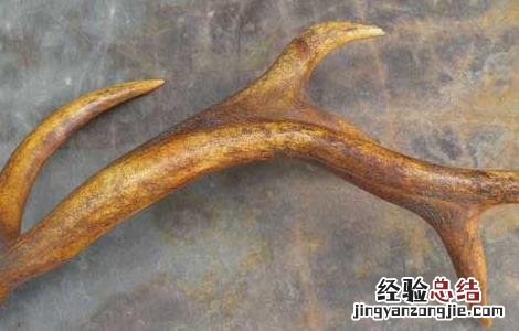 鹿角帽粉的作用与功效 鹿角的功效与作用