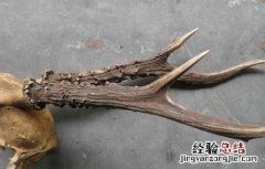 鹿角帽粉的作用与功效 鹿角的功效与作用
