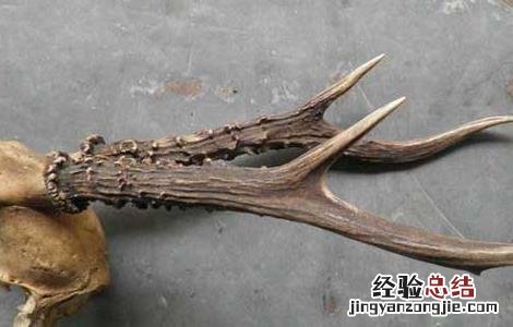 鹿角帽粉的作用与功效 鹿角的功效与作用