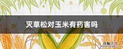 二甲灭草松对玉米有药害吗 灭草松对玉米有药害吗