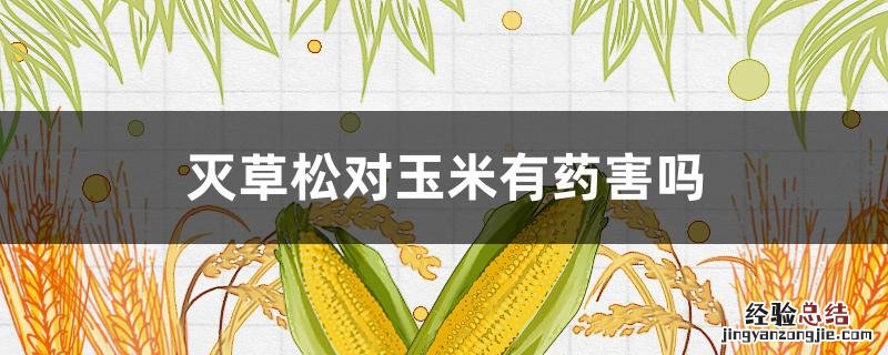 二甲灭草松对玉米有药害吗 灭草松对玉米有药害吗