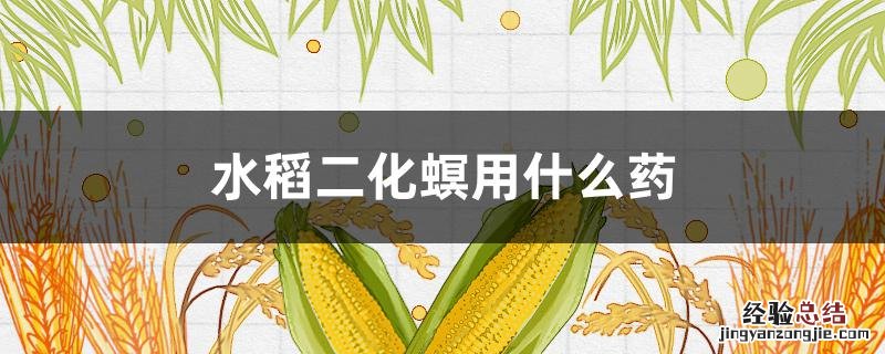 水稻二化螟用什么药防治最好 水稻二化螟用什么药