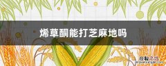 烯草酮能打芝麻地吗 烯草酮可以打牛筋草吗?