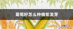 葡萄籽怎么种植能发芽 葡萄籽发的芽可以栽吗