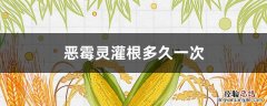 恶霉灵灌根的使用方法多长时间灌一次 恶霉灵灌根多久一次
