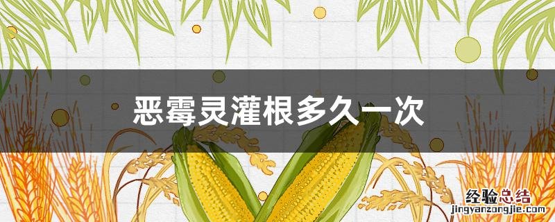 恶霉灵灌根的使用方法多长时间灌一次 恶霉灵灌根多久一次