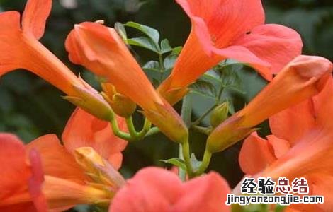 凌霄花的功效与作用及食用方法 凌霄花的功效与作用