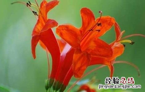 凌霄花的功效与作用及食用方法 凌霄花的功效与作用