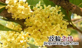 桂花扦插什么季节合适 桂花扦插什么季节合适呢