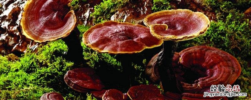 灵芝长什么样子 灵芝长什么样子图片
